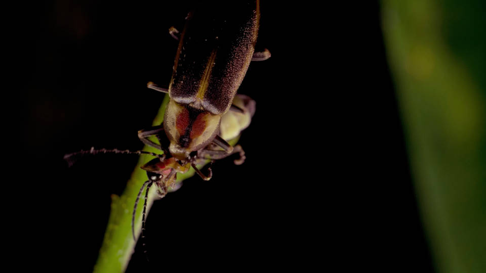 So ... Sometimes Fireflies Eat Other Fireflies Biology Diagrams