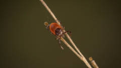 Ticks Digging In How Ticks Dig In With a Mouth Full of Hooks | KQED