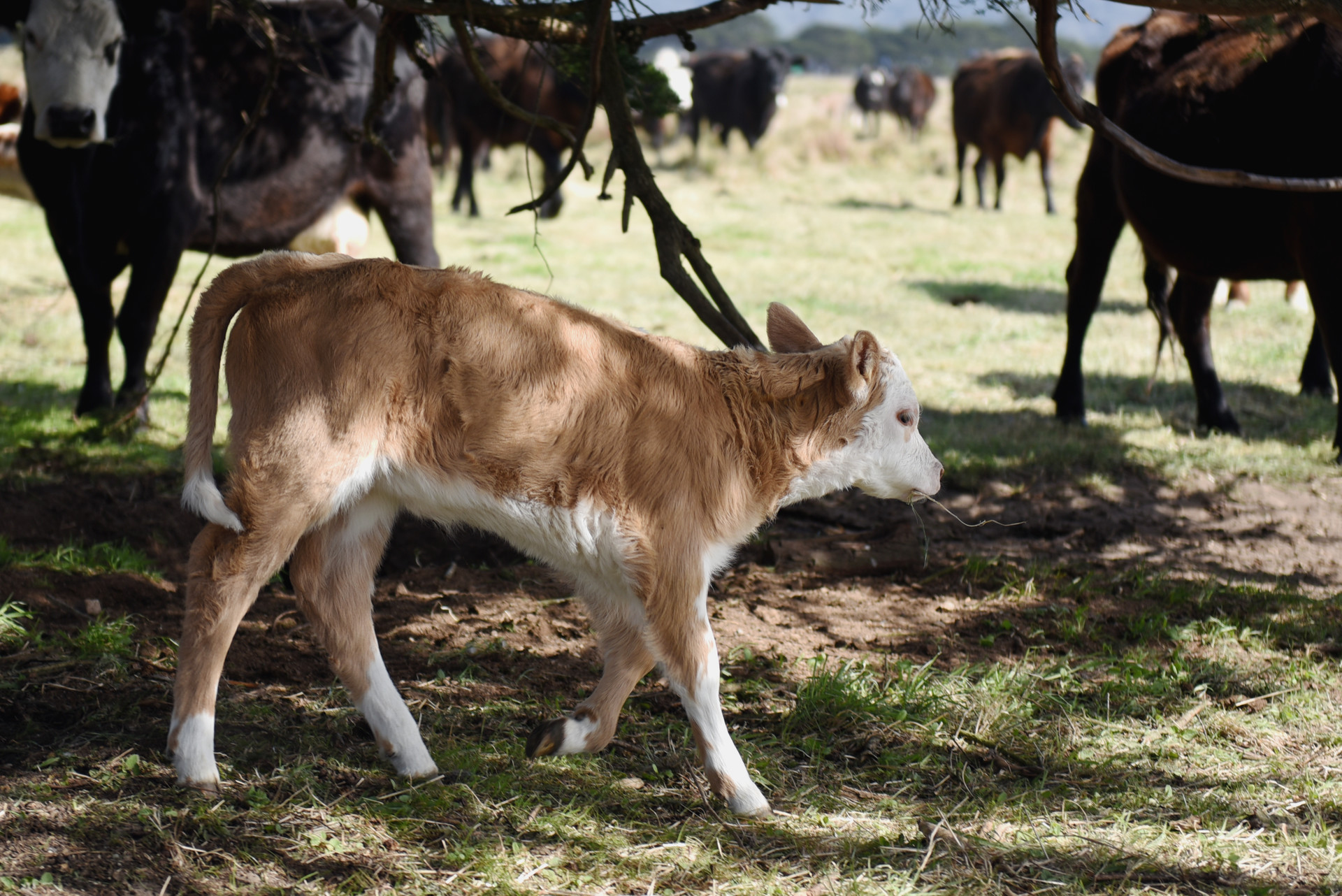 The Contentious Future of Point Reyes -- Here's What You Need to Know ...