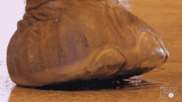 DL513_elephants_foot-spreads_720.gif
