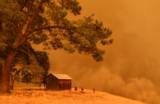 Fuel Matters: Why Wildfire Behavior Depends on What’s Burning