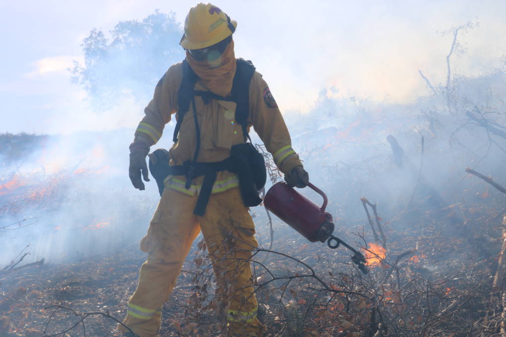 A CalFire wildland crewmember uses a drip torch to light land on fire for a prescribed burn.