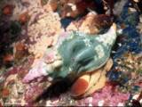 A Sea Urchin Army Is Mowing Down California's Kelp Forests -- But Why ...