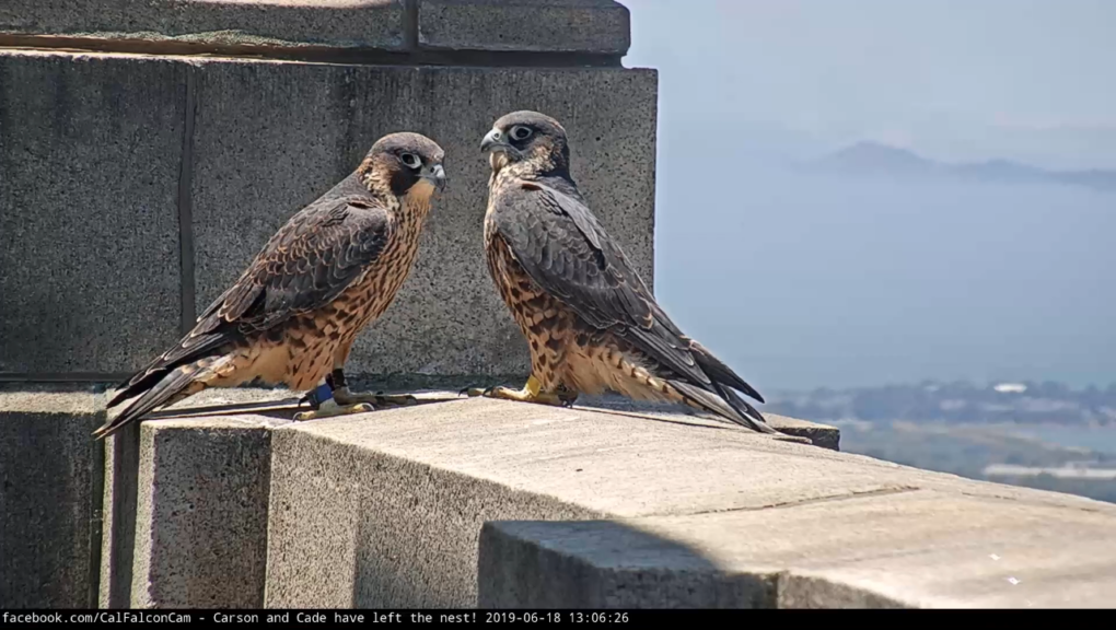 Two Falcons Here's Why Peregrine Falcons Are the Top Guns of the Sky | KQED