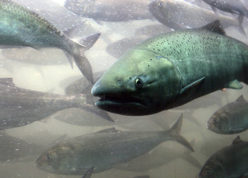 A green fish halfway through the photo. A school green and grey fish surround the fish.