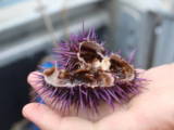 Saving California’s Kelp Forest May Depend On Eating Purple Sea
Urchins
