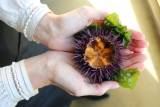 Kelp! They Need Somebody … To Eat Sea Urchins