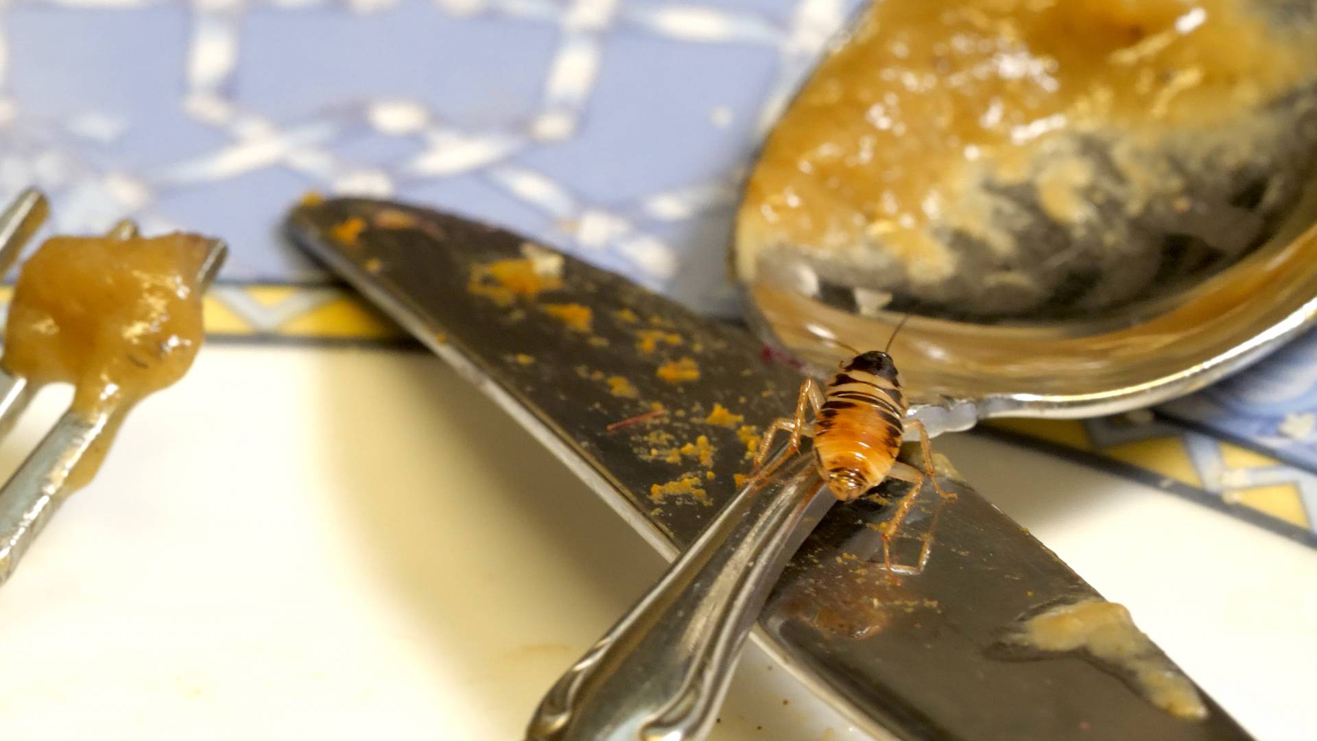 You Wish You Had Mites Like This Hissing Cockroach | KQED