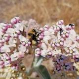 Conservation Groups Join California in Legal Dispute Over Protecting
Bumblebees