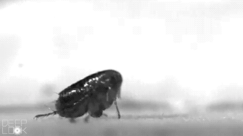 [Obrazek: DL705_FleaJump_Sutton_JumpMontage.gif]