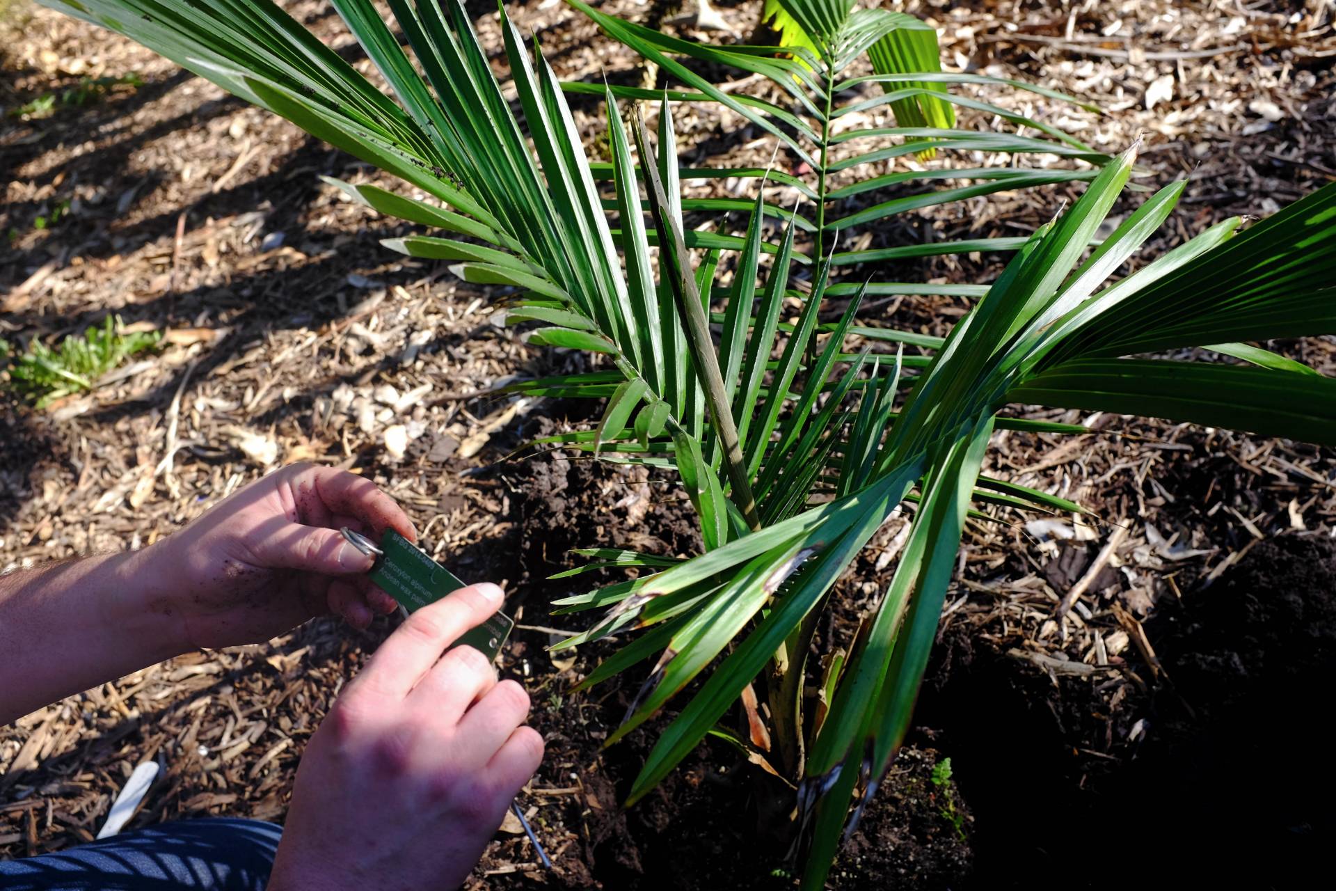 Meet the Plants! SF Botanical Garden Looks Like Willy Wonka's Chocolate ...