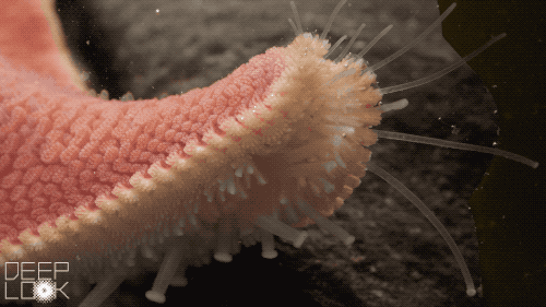 DL718_bat_star_sensory_tube_feet.gif