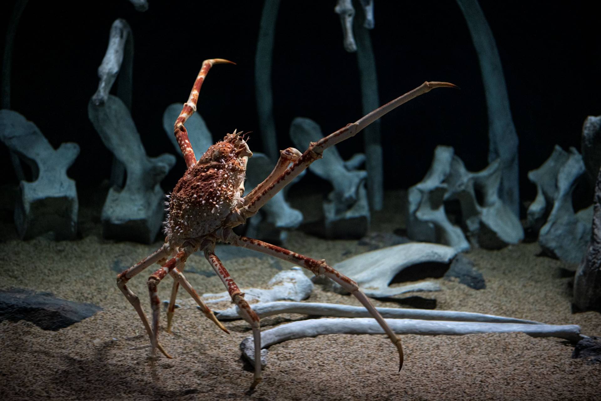 from-giant-isopods-to-glowing-jellies-this-new-monterey-bay-aquarium