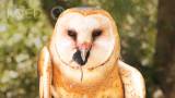 Barn Owl Table Manners are Just … Different