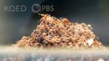 Fire Ants Turn Into a Stinging Life Raft to Survive Floods