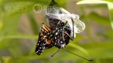 This Nasty Parasite Is Ruining Monarch Butterfly Wings