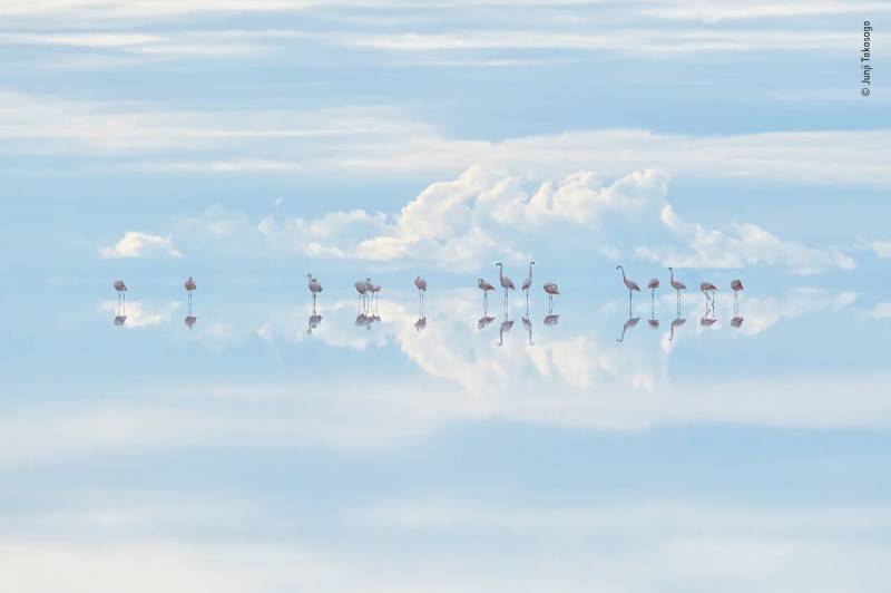 See the Buzzworthy Winners of the Wildlife Photographer of the Year ...