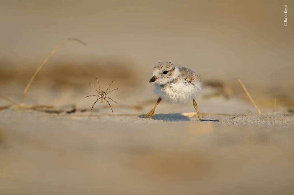 See the Buzzworthy Winners of the Wildlife Photographer of the Year ...