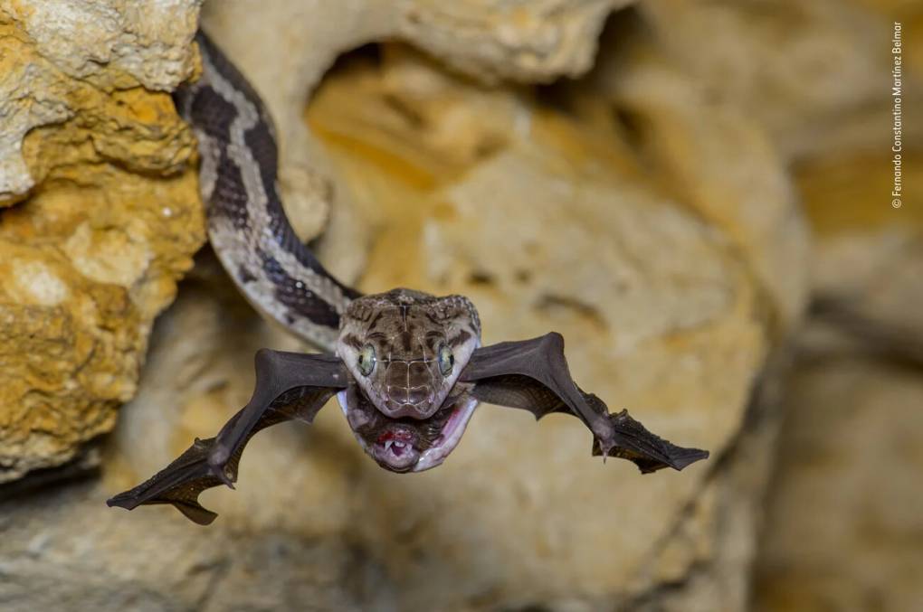 See the Buzzworthy Winners of the Wildlife Photographer of the Year ...