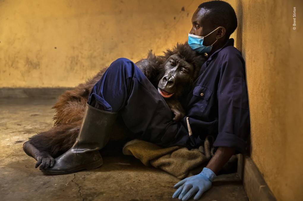See the Buzzworthy Winners of the Wildlife Photographer of the Year ...