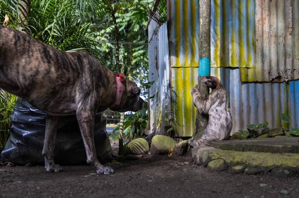 See the Buzzworthy Winners of the Wildlife Photographer of the Year ...