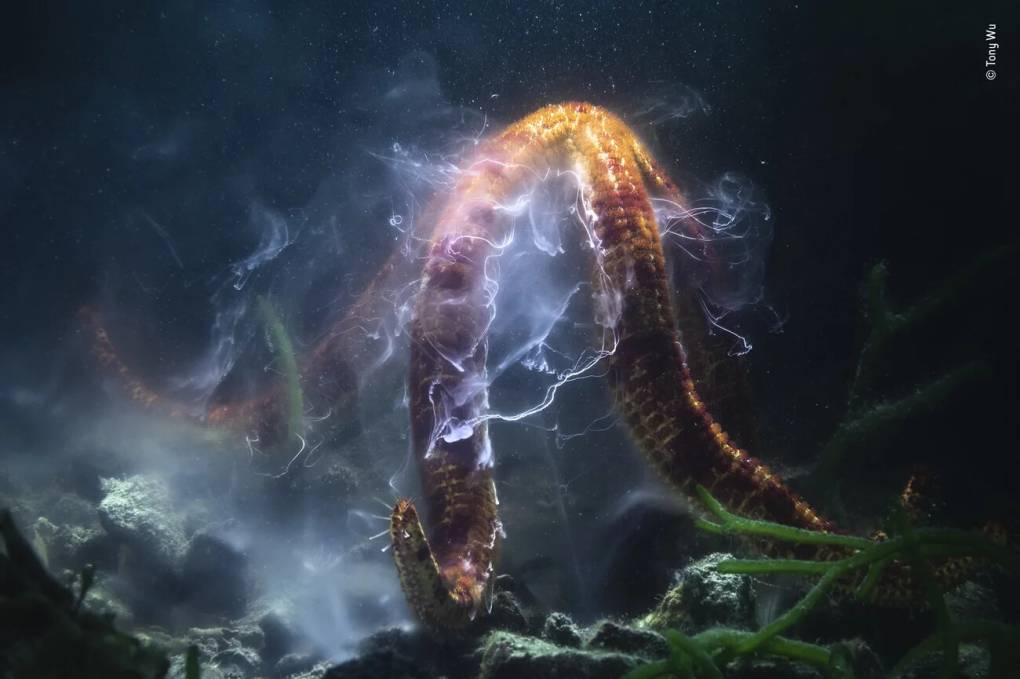 See the Buzzworthy Winners of the Wildlife Photographer of the Year ...