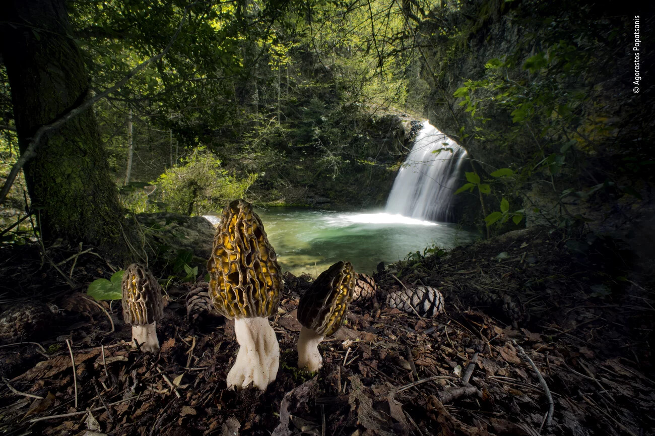 See the Buzzworthy Winners of the Wildlife Photographer of the Year ...
