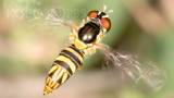 How Hoverflies Spawn Maggots that Sweeten Your Oranges