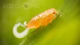 Citrus Psyllids Bribe Ants with Strings of Candy Poop