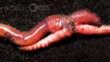 Earthworm Love Is Cuddly … and Complicated