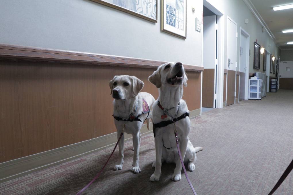 These COVIDSniffing Canines Are on the Job at Nursing Homes in Marin