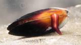 How Does the Mussel Grow its Beard?