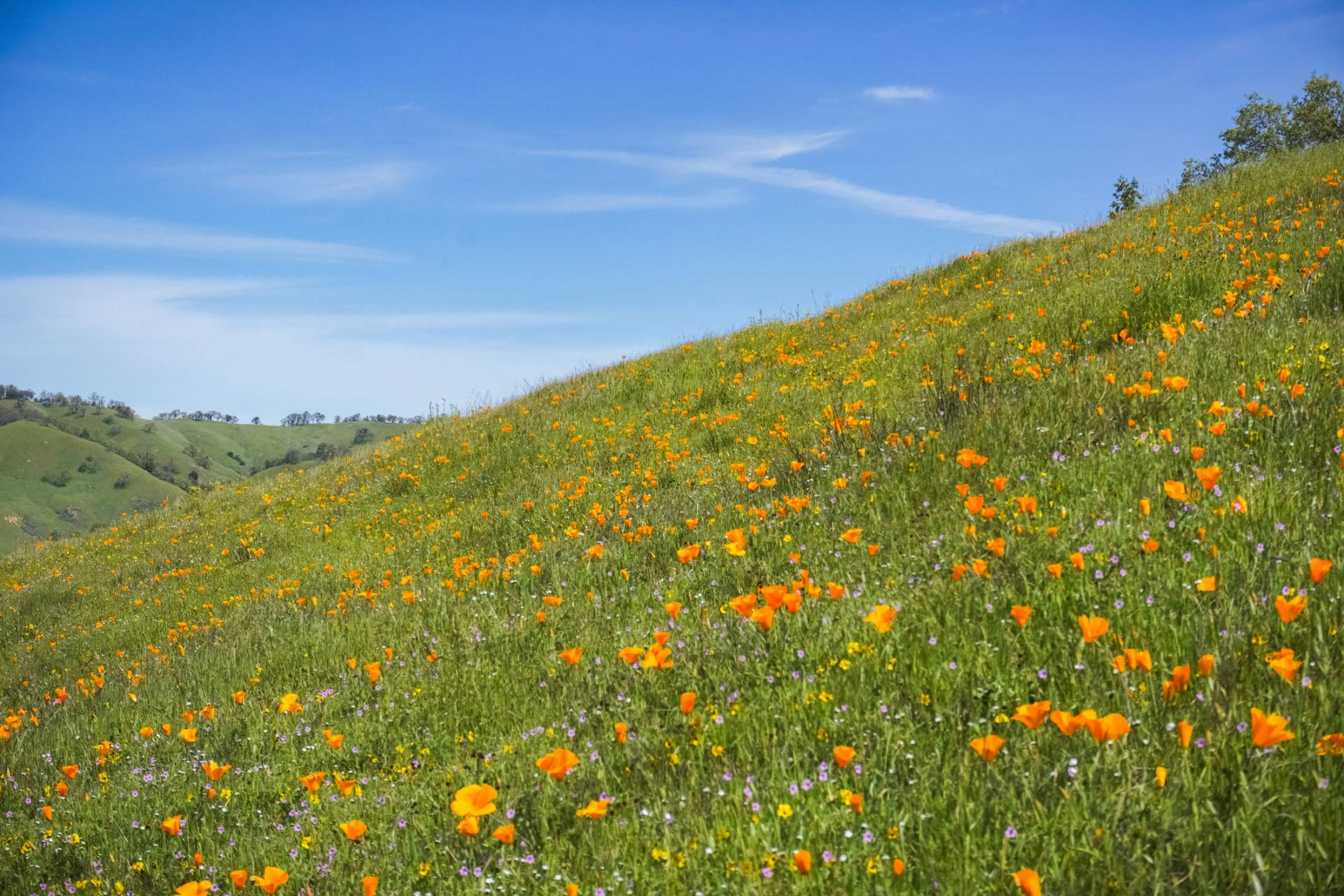 Best Bay Area Hikes for Spring: Where to See Waterfalls, Wildflowers ...