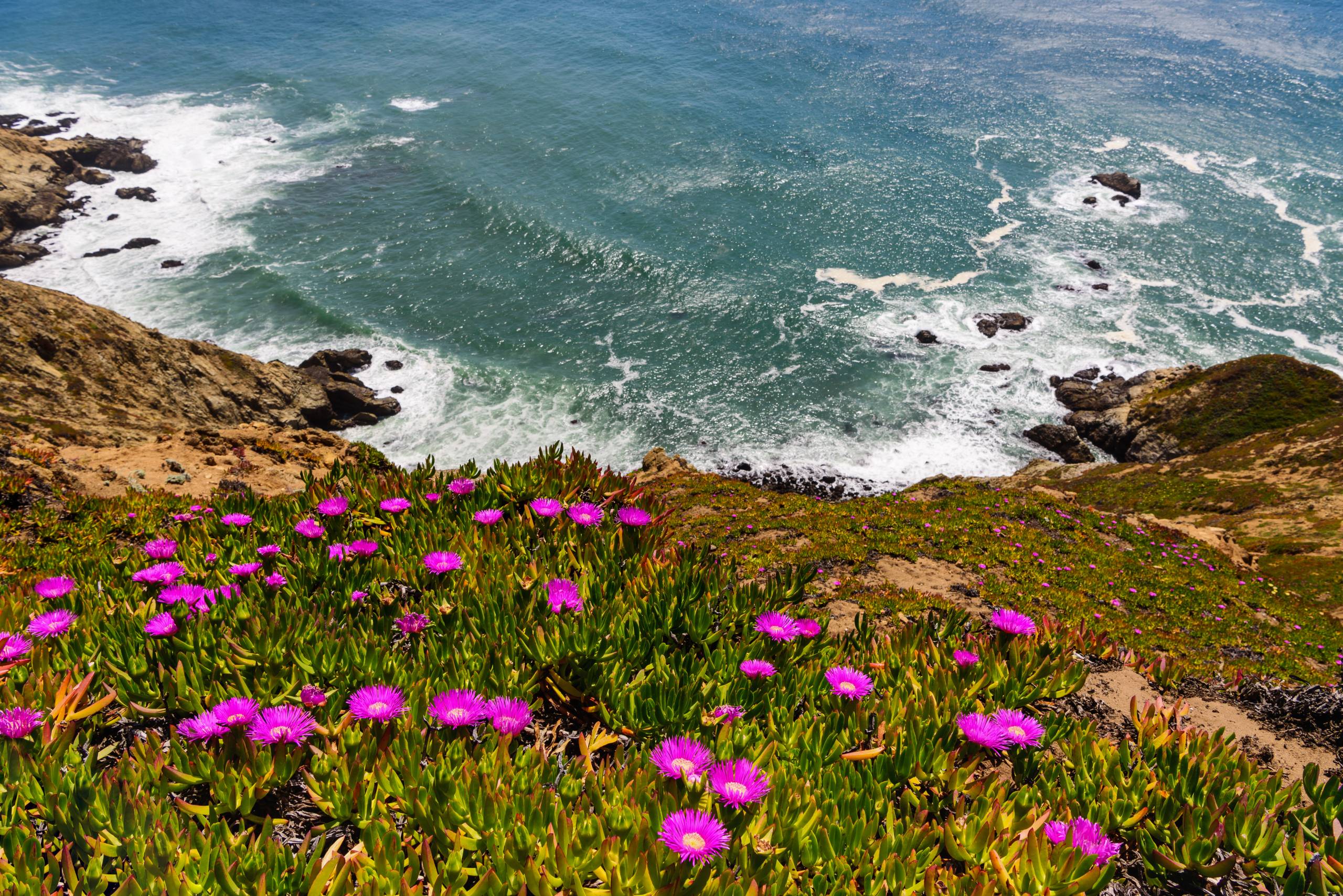 Purple wildflowers seen on coastal area.