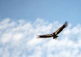 California Condors Confront Bird Flu in Flight From Extinction