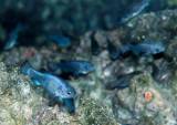 Rare Devils Hole Pupfish Offers Inspiring Story of Survival in Death
Valley