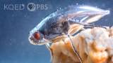This Daring Fly Swims in a Shimmering Bubble Shield