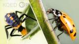 Watch Ladybugs Go From Goth to Glam