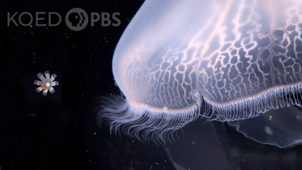 A large white jellyfish on a dark background fills the right side of the frame, looming over a tiny star-shaped jellyfish larvae.