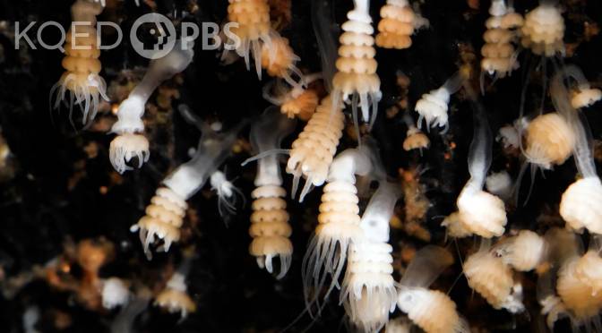 Watch Jellyfish Go Through Their “Stack of Pancakes” Phase | KQED