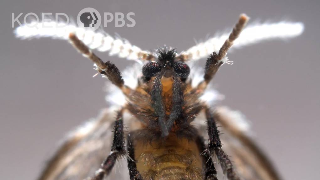 Closeup picture of a dark fuzzy fly with white antenna.