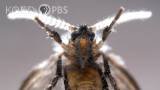 A Drain Fly’s Happy Place Is Down Your Pipes