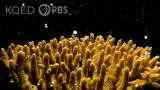 Watch Spawning Corals Synchronize With the Night Sky