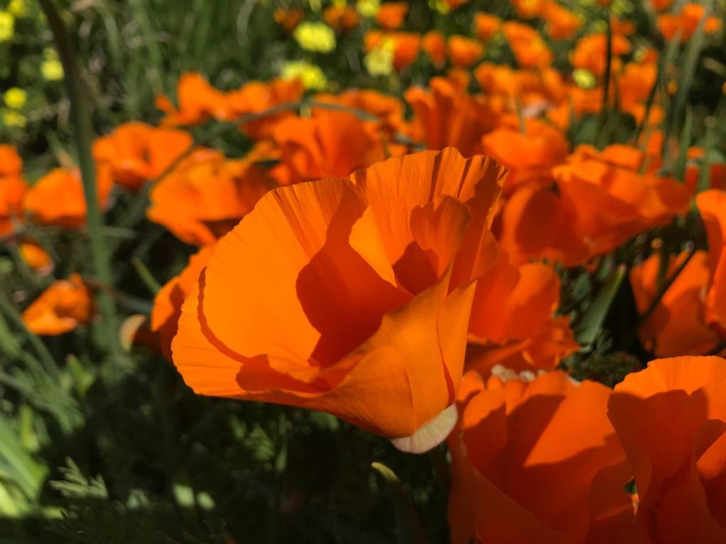 Hoping for a 2024 'Super Bloom'? Where to See Wildflowers in the Bay