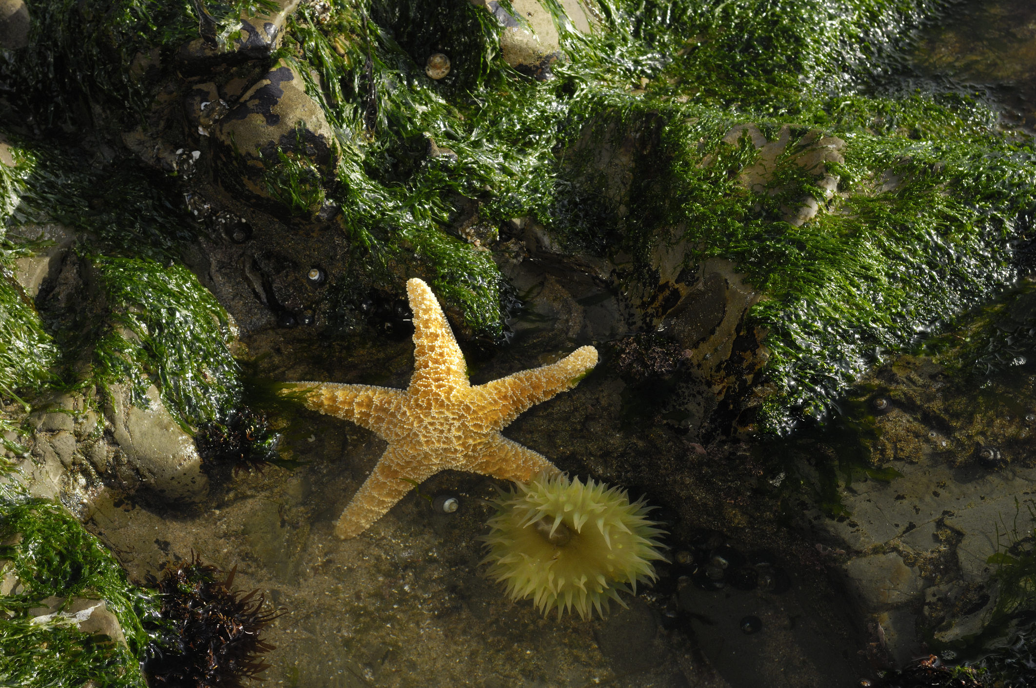 A yellow star fish is seen inside a tide pool against rocks covered in seaweed.