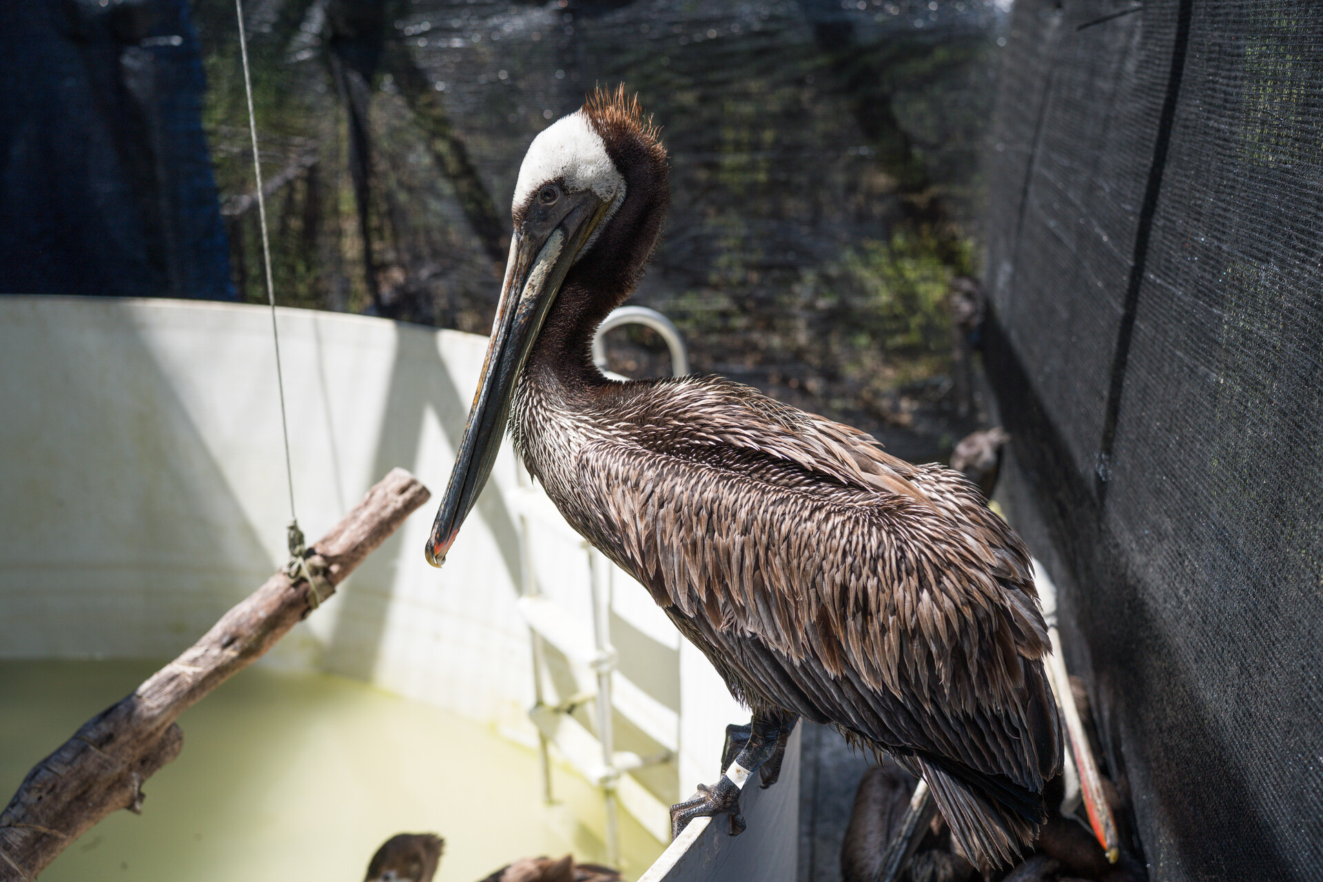 A white and brown bird stands on the edge of a white pool.