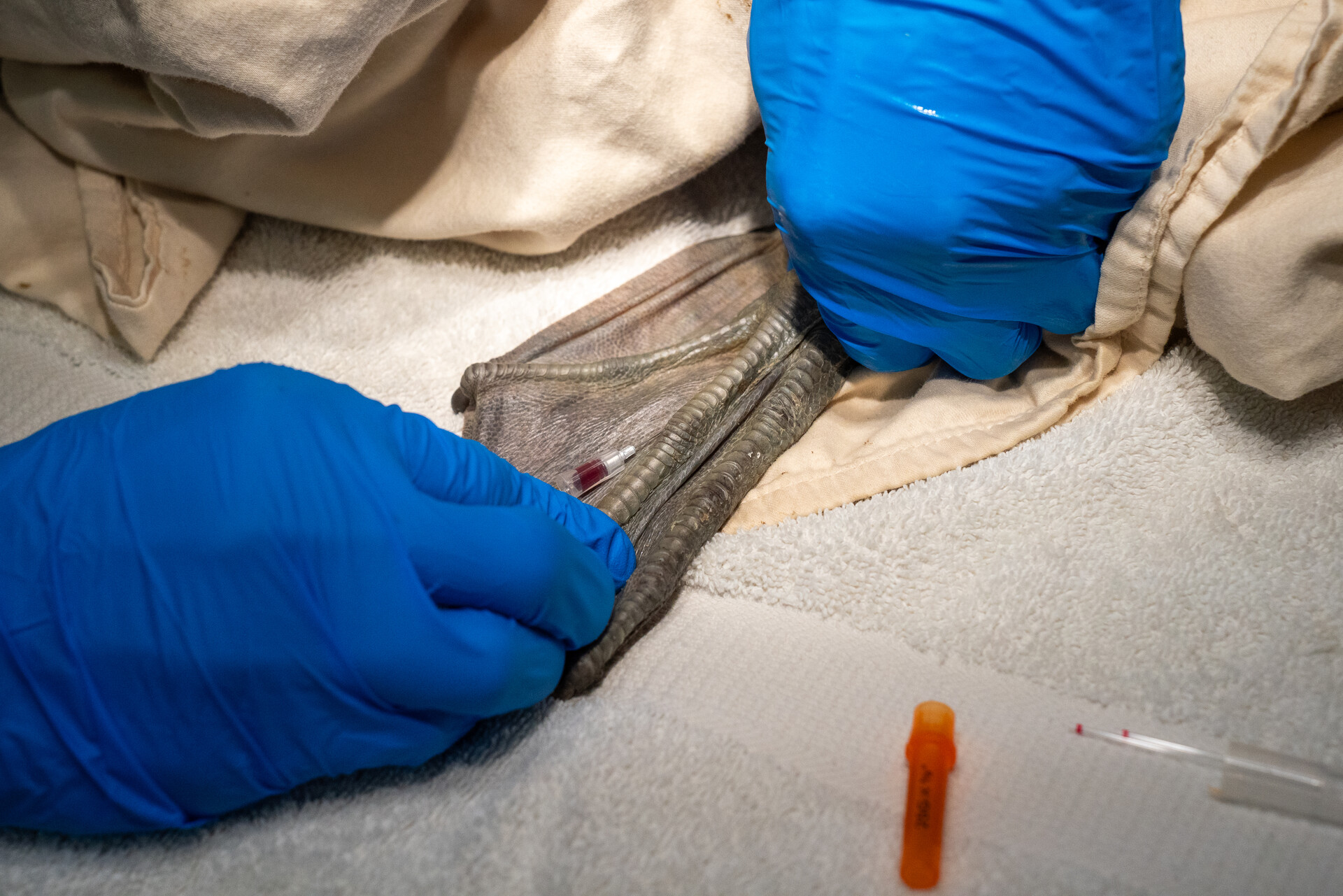 A person wearing blue gloves takes a blood sample from a leathery foot of a bird.
