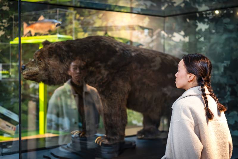 A person looking at a museum exhibit of a bear.