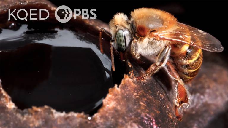 DL1107-Stingless-Bees-Guard-