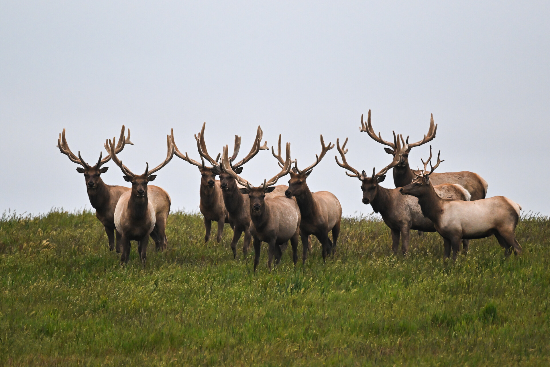 Brown and white elk with large antlers stand on green grass against a foggy backdrop.